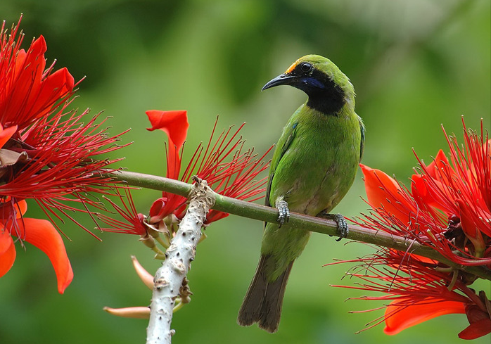 นกหายาก